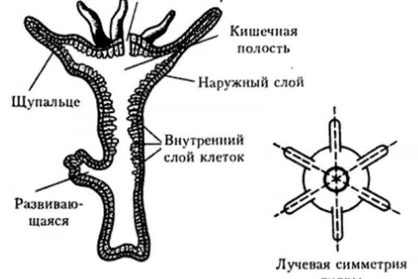 Кракен площадка даркнет